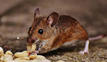 24 Hour & Emergency Exterminators in Taber, ID